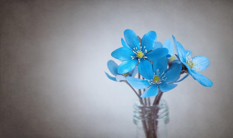 Spring Flowers